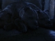 Filename=hp_caps01_(324).jpg
Filesize=33KB
Dimensions=768x576
Date added=Jul 27, 2008 hp_caps01_(324).jpg